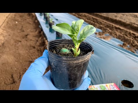 2月の屋外播種：この冬は何を植えますか？苗を霜から守るにはどうすればよいですか？  庭園