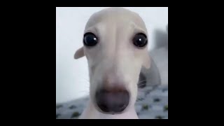 Cover art for penutbutta