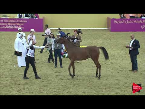 N.28 LULU JATHAB - 2019 Qatar Nat. Peninsula show - Yearling Fillies (Class 1B) .mp4