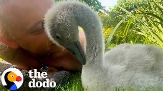 Man Brings Home An Abandoned Egg And Becomes A Swan Dad | The Dodo