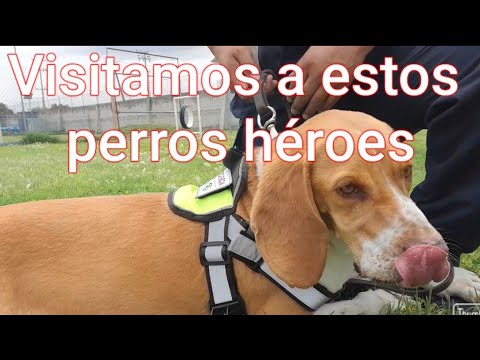 Los perros héroes del SENASICA 🇲🇽, ¿Los conoces?