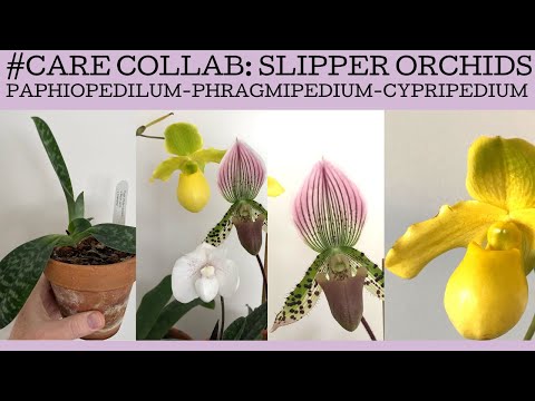 #carecollab: Slipper Orchids! Basic care and growing tips for this fabulous group of orchids!
