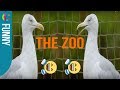 What Happens At A Seagull Funeral The Zoo