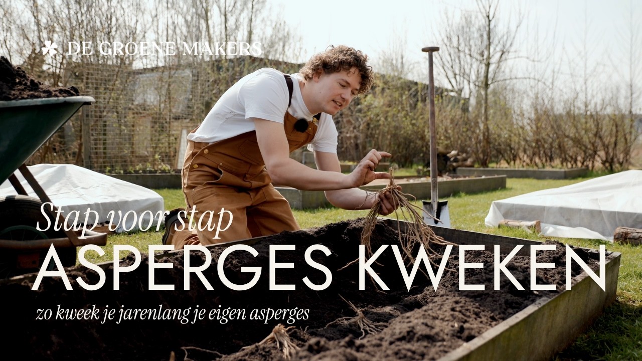 Zelf asperges kweken in de moestuin