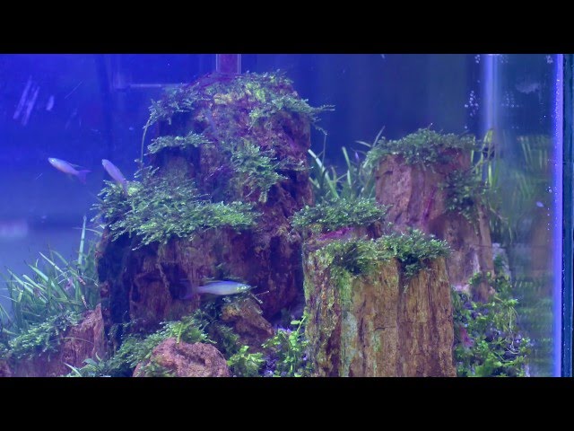 CARA MEMBUAT AQUASCAPE