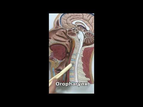Anatomy of URT- sagittal section