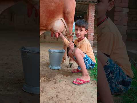 choti choti gaiya #cow #animals #story gg