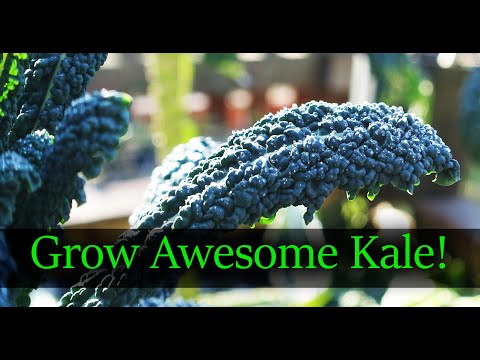 , title : 'How To Grow The Best Kale - From Seed To Harvest (2019)'