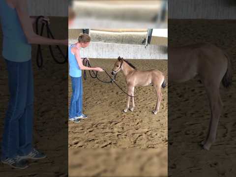 My FOAL grow up to bee a BEAUTIFUL STALLION⭐️🔥#horses  #babyhorse  #shorts