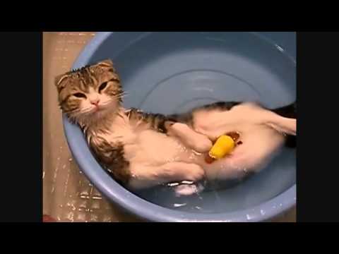 Cat Relaxes In The Pool - Hey Jude - Klaus Wunderlich