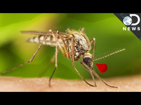 papiloma cáncer de próstata definición