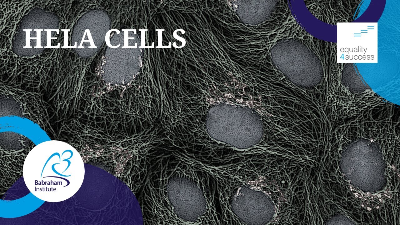 The history and ethics of HeLa cells | e4s bite