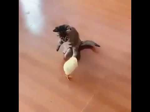 Funny Animal Moments