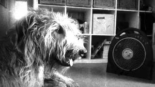 Finn the Irish Wolfhound's Hot Day