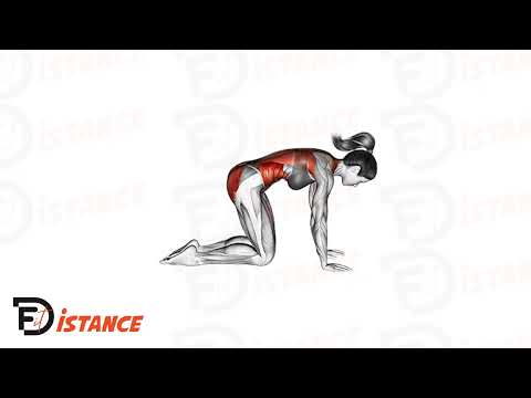 Exercice Étirement du dos (chat) à quatre pattes