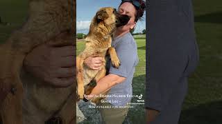 Video preview image #1 Mutt Puppy For Sale in Stevens Point, WI, USA