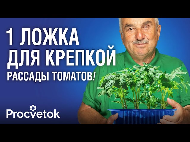 ВСЕГДА ПОСЫПАЮ ЭТОЙ МУКОЙ ТОМАТЫ ПРИ ПОСЕВЕ: всходят быстро и не болеют!