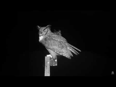 Great Horned Owl vocals of Male, Female and Juvenile
