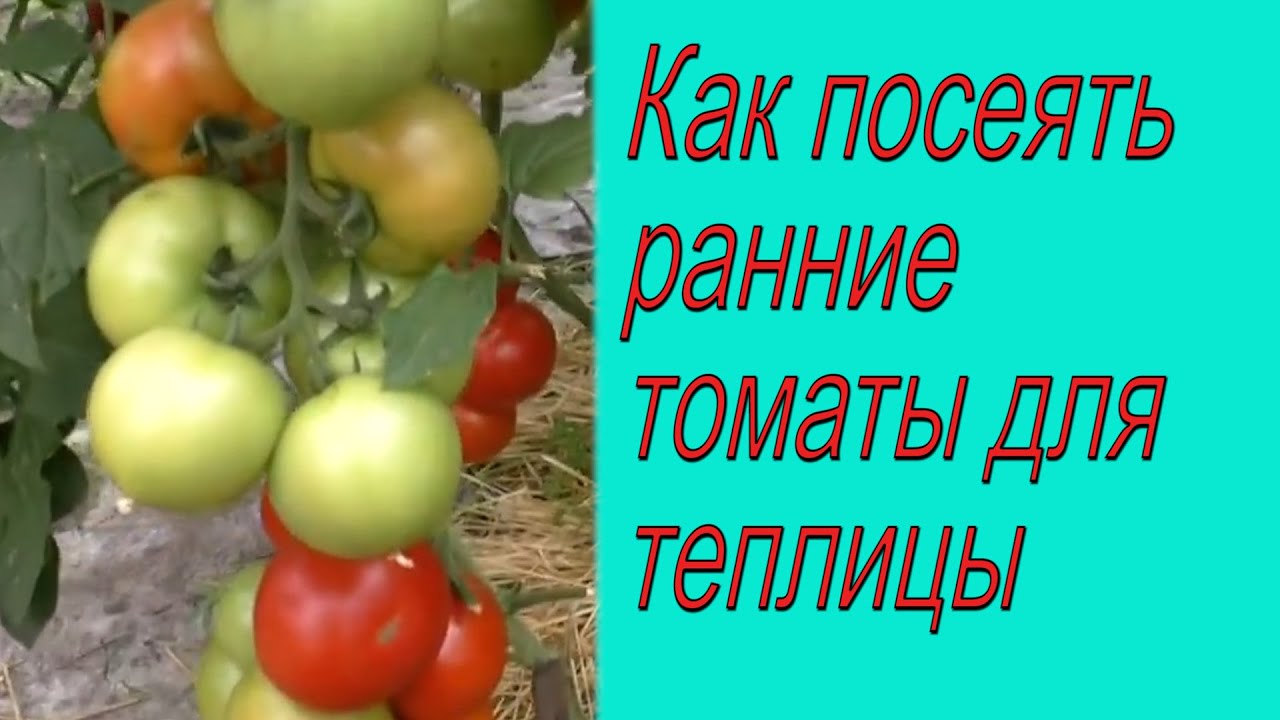 Томаты. Самый лучший способ посева для очень дружных всходов.