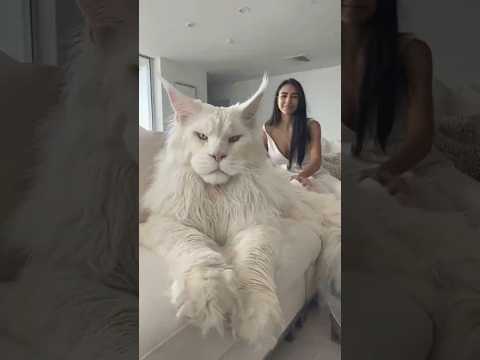 Die 3 VERRÜCKTESTEN Tier-Mutationen🤯 #shorts #viral #mutant