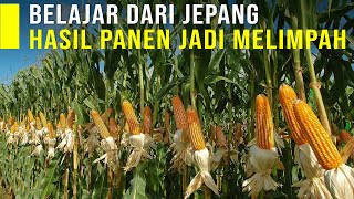 Download lagu BELAJAR DARI JEPANG SUKSES TANAM JAGUNG HIBRIDA PERAWATAN MUDAH HASIL PANEN MELIMPAH mp3