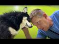 Watch This Rare Pup S Reaction To Good Boy