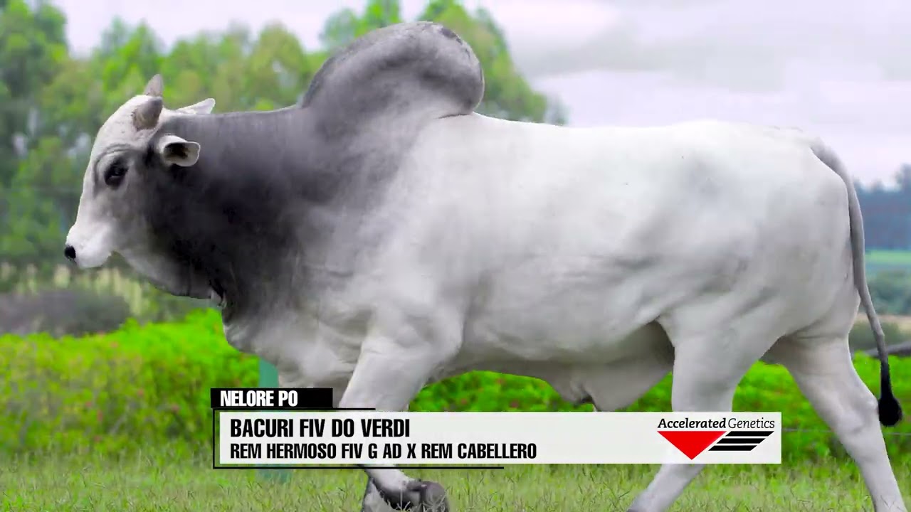 Vídeo BACURI FIV DO VERDI