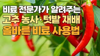 비료 전문가가 알려주는 가장 효과적인 고추 농사 밑거름 주는 법! +텃밭 농사 포함