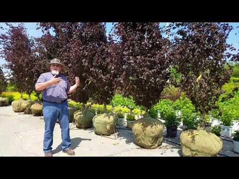 download lagu mp3 mp4 Purple Beech, download mp3 Purple Beech free downloadn, video klip Purple Beech