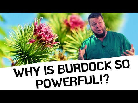 , title : 'Burdock Cures EVERYTHING! But Why?'