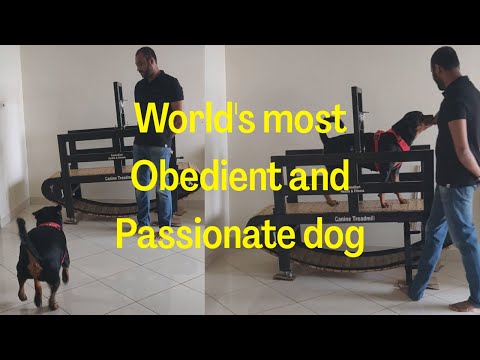 World's Most Obedient and Passionate Dog, on Canine Treadmill #CanineKart