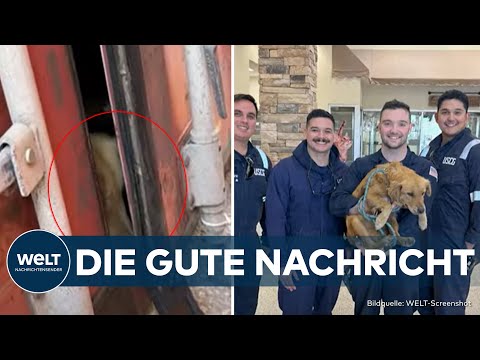 TEXAS: Eine Woche in Dunkelheit eingesperrt! US-Küstenwache rettet Hündin aus Schiffscontainer