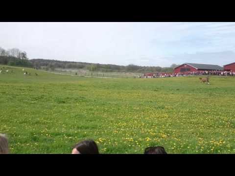 Hästsläpp Ågesta Ridskola 2015