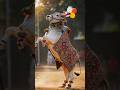 Bail Pola बैल पोळा 🫶 Bail Pola 2025 Shorts Bailpola Ox Festival बैलपोळ�