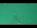 Final Fantasy 7 Rebirth Underwater Scene