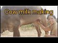 Viral Prepare Deshi Cows Milk Making Try Vlog
