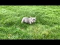 French Bulldog dogs for sale: Paisley  - Video 1