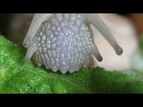 E con la pioggia e uscita . . La lumaca