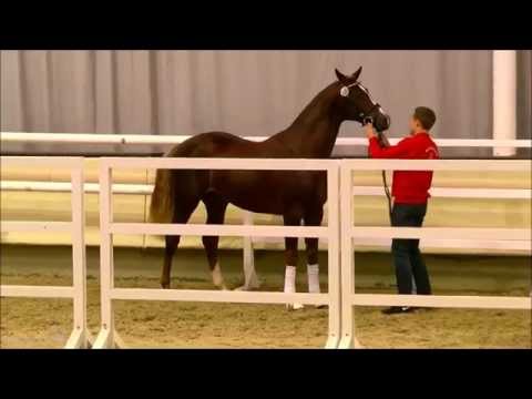 Junghengst von Franziskus x Rapallo