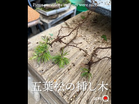 盆栽の育て方 コツ 育て方のアドバイス