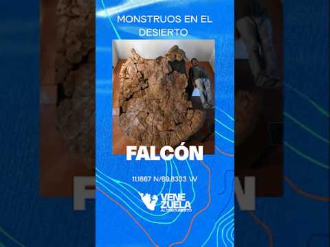 Los monstruos prehistóricos de Sudamérica (Urumaco) 🐊