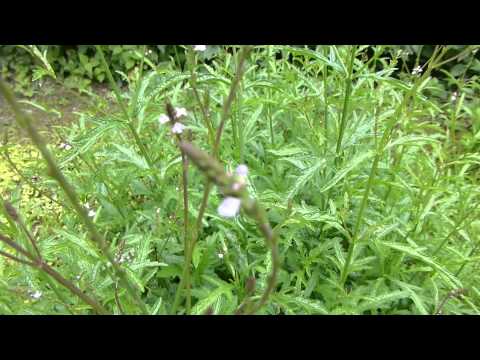 Blühendes Eisenkraut (Verbena officinalis), Botanischer Garten Linz, Austria