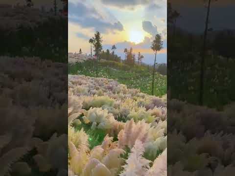 #romantic #flowers #tending