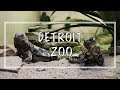 Detroit Zoo Highlight HD Video