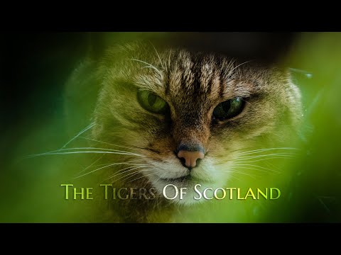The Tigers of Scotland