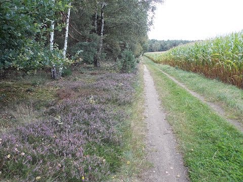 HEIDSCHNUCKENWEG Etappe 7 von Soltau nach Wietzendorf