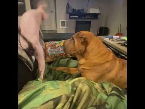 Sphynx Cat and Chinese Shar Pei Having Fun Together
