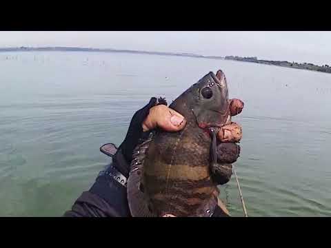 Hoje foi pescaria em santo Antônio do aracangua  sp ,saiu uns peixe para frito !! 