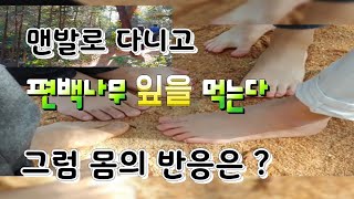 맨발로 걷고 편백나무 잎을 먹으면 몸에서 반응이 ?  통영나폴리농원 통영가볼만한곳