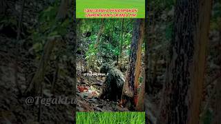 Download lagu The Most Feared Jungle Ghost Sniper by the Enemy #tni #sniper #commando #kopassus #army #shorts mp3